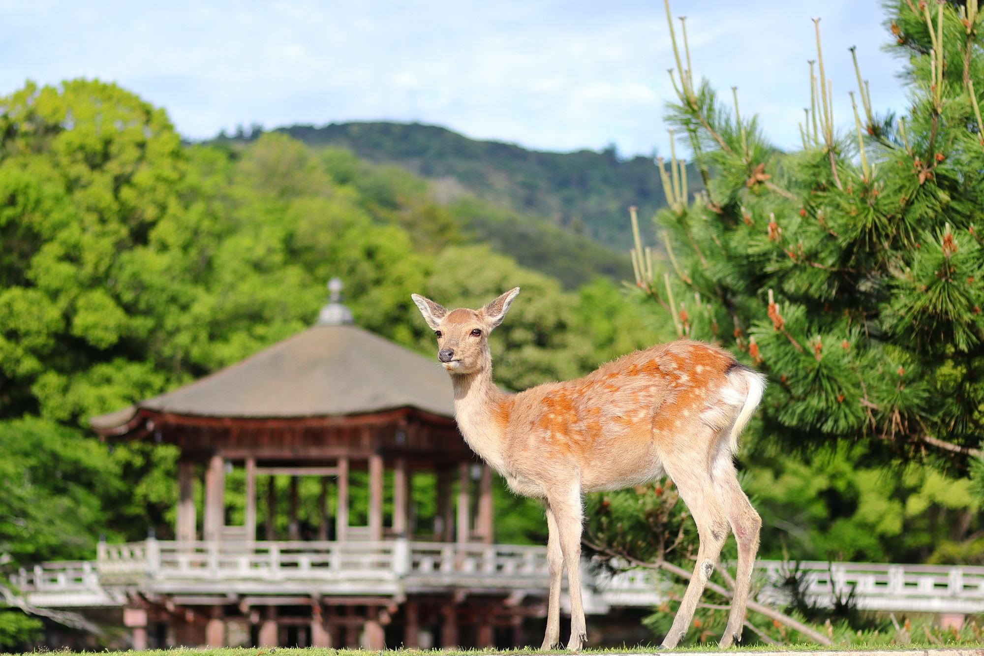 奈良公園