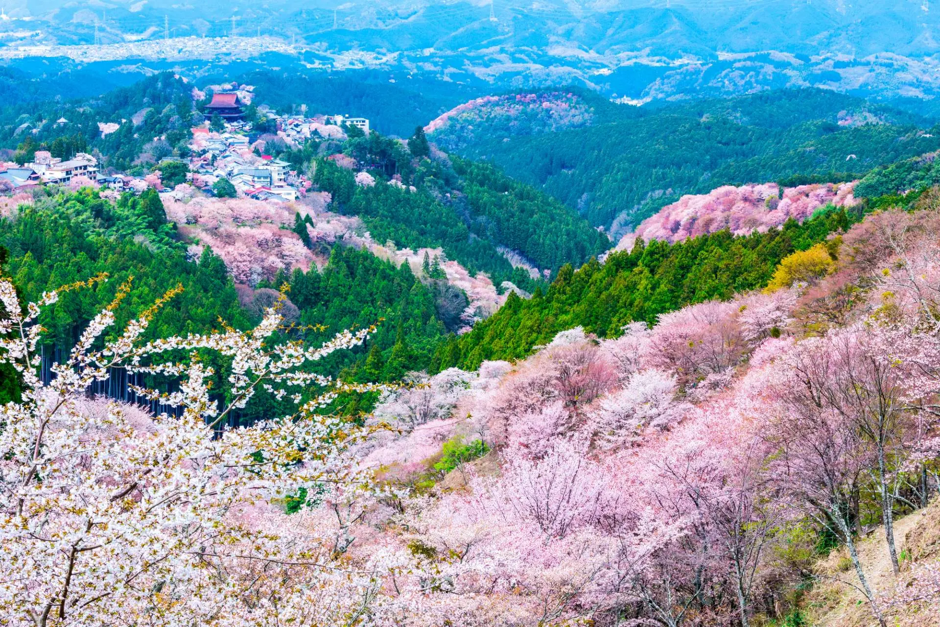 吉野山